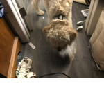 If you Love your dog joined this group