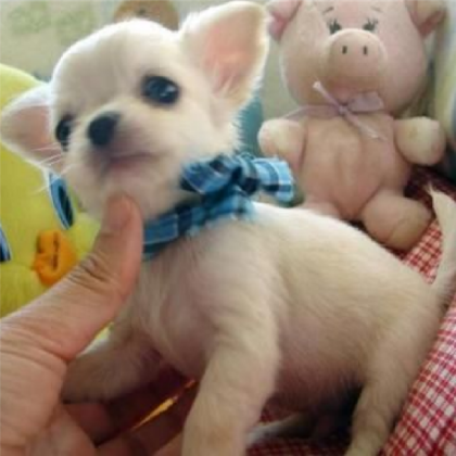 Cute Chihuahua Puppy #2 Roblox decal