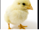 Chicken only if your a chicken