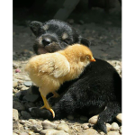 ʕ•ᴥ•ʔFriendosʕ•ᴥ•ʔ