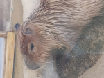 カッピカピしてるカピバラ軍でぇす