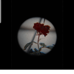 †BlackRose †