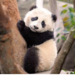 Panda Ways