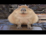 Quackers duck
