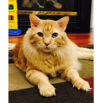 #CutestCats