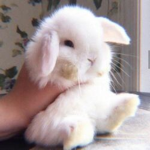 Smol Bunnies <3