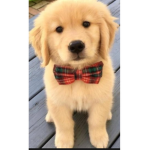 AMAZING CAT AND DOG FAN GROUP