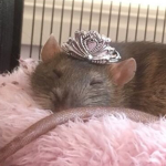 The cute rat squad