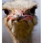 #Ostrich_awesome