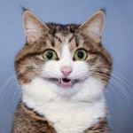 UwU CATS ARE CUTE