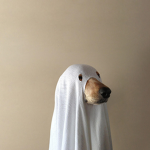 Spooky Dogs