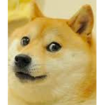 The United Dogs