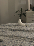 The Special bird group
