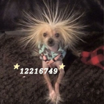 G1RL B0SS ༄