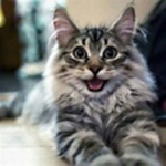 SAVE THE CATS OwO UwU