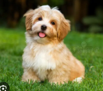 DA PUPP3IES