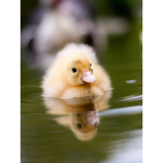 Super Mega Cool Bing Duck Gang