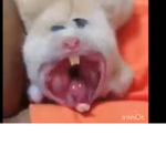 Hamster School