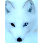 Blossom fox