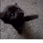 Gato UGC