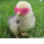 Chicken :D sqad
