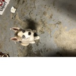Hi it a Husky