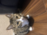 Cinnamon roll grou