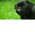 Pug Paradise!