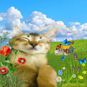 throw rocks at danby