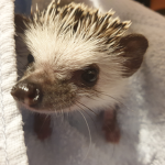 Spiky Mice!