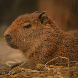 capybara
