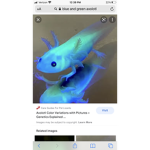 Blue and Green Axolotl