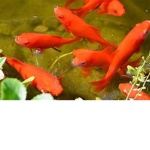monkeys fish