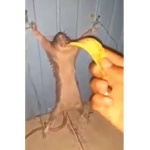 LOS MASISOS