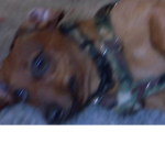 Brianplayz805