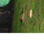 Birds12