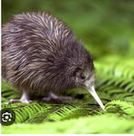 Kiwi group :) :)