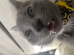 Cats_r_cool