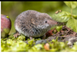 The Shrew group