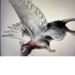 Flying Rat’s