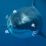 <3 sharks