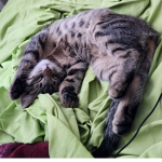 Cats are cool :>