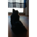 Pepper plans for her fans