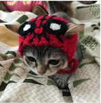 The cat group for cat people
