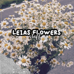 - Leia’s Flowers Staff -