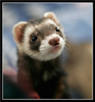 Ferret lovers!! Group Thumbnail