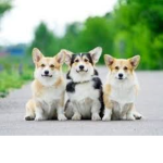 corgis studios
