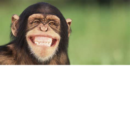 Monke!