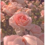 Flowery Aesthetics