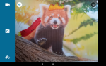 Chill red pandas